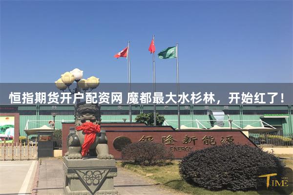 恒指期货开户配资网 魔都最大水杉林，开始红了！